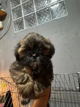 Shihtzu pure Jantan