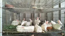 Kelinci Anggora Lokal Usia 2 Bulan