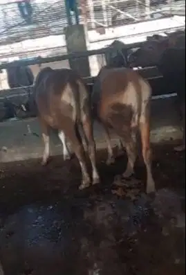 tabungan sapi qurban 2025 2,5jt/bln 7x sapi kupang 250kiloan rawatan