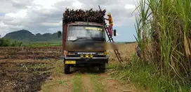 Tanah Murah Perkebunan Tebu, Lokasi Dekat Pabrik Gula Glenmore