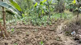 KEBUN TERMURAH DEKAT JALAN RAYA LIMBANGAN KENDAL KABUPATEN SEMARANG