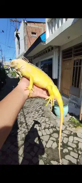 Iguana Albino Jantan ukuran 88cm