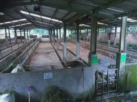 Jual kandang sapi luas 1,3 ha, shm, nempel jalan kab