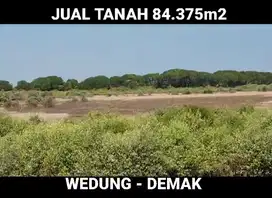 DIJUAL TANAH 8 HA, DEMAK JAWA TENGAH