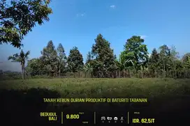 TANAH KEBUN DURIAN PRODUKTIF BATURITI