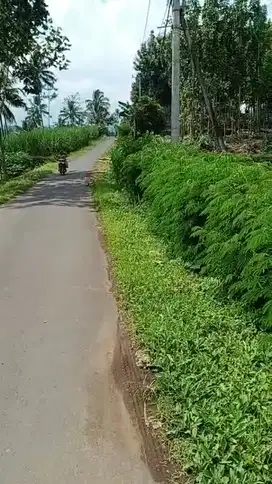 Tanah Kebun Durian Jeruk Rambutan Tumpang Malang