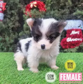 Corgi puppies long hair