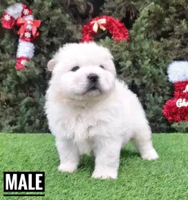 Chow chow puppies