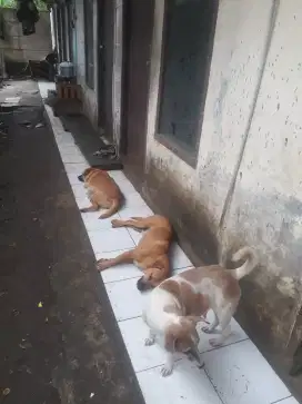 Murah Anjing Anakan