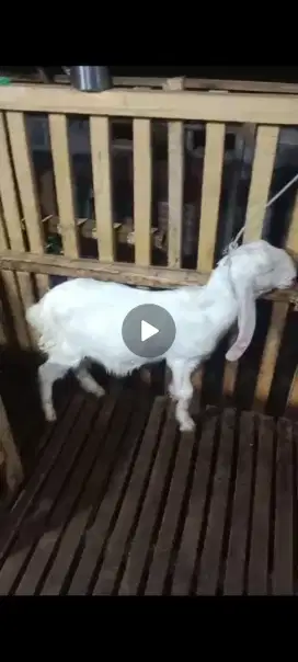Jual Kambing cemoe
