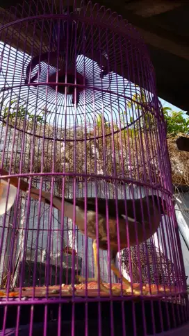 Burung jalak nias gacor