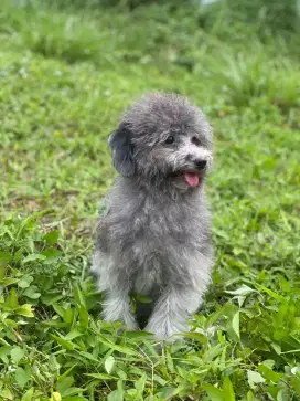 Dijual Toy Silver Poodle Betina