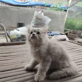 Kucing anggora kitten