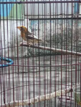 Burung Manyar ngerol tapi gesit