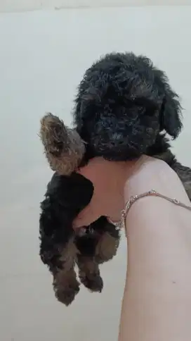 Toy Poodle   Premium