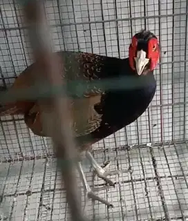 Ayam ringneck hijau sepasang