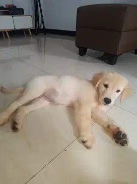 Puppy golden retriever STAMBUM no mix