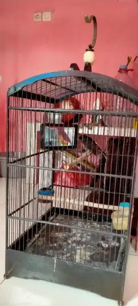 Burung murai batu Medan betina