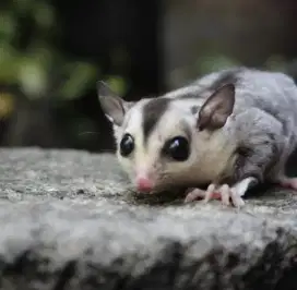 SUGAR GLIDER WF HET RUBY LEUCISTIK(PROMO?