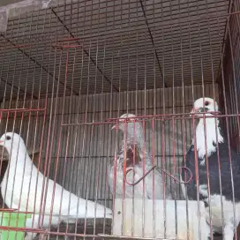 Burung merpati plontang