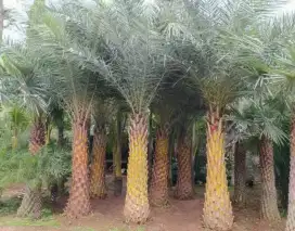 Palem kenari tinggi 2 meter batang keras