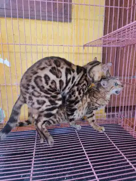 Kucing SEPASANG indukan