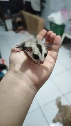 Sugar Glider Joey Semarang Mozaik