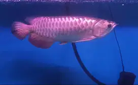 arowana golden malaysian di Medan.