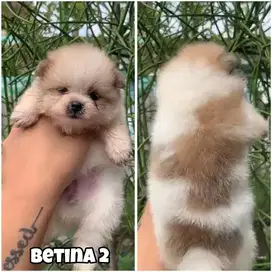 Mini pom jantan & betina puppy