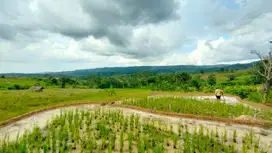 Dijual Murah Tanah Sawah 1,3 hektar View Bagus di Bojong Purwakarta