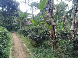 Dijual Murah Tanah Kebun Teh dan Manggis di Darangdan Purwakarta