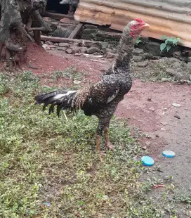 Ayam bangkok birma,umur 5 bulan ya