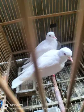 Burung puter sepasang dewasa