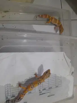 Leophard Gecko / Geko / 2 Ekor / Depok Cibinong Bogor .