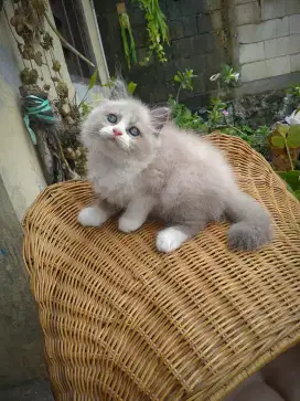 Kitten motif Ragdoll