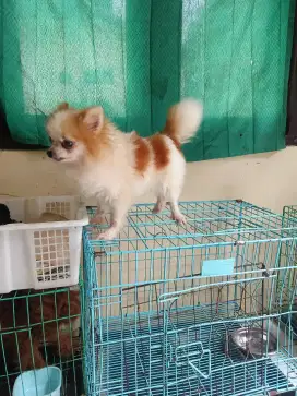 super Minipom betina indukan party