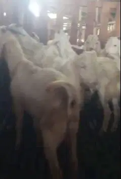 12 ekor kambing jantan saapera 6 bulanan siap penggemukan qurban 2025