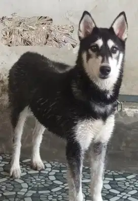 Anjing SIBERIAN HUSKY Nett