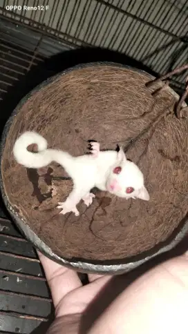 Sugar glider creamino/mata merah [jantan]