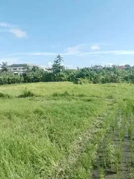 BUC TANAH DI UMALAS KUWUN - KEROBOKAN