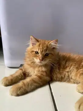 Kucing ras Kitten Persian mix Mainecoon