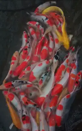 Dijual ikan koi 20cm paket 30 ekor