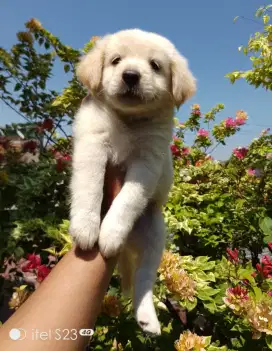 Anakan anjing lucu gemuk gemesin mixbreed golden retriever istimewa