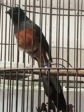 Burung murai medan betina