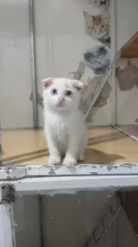 Kucing scottish fold jantan