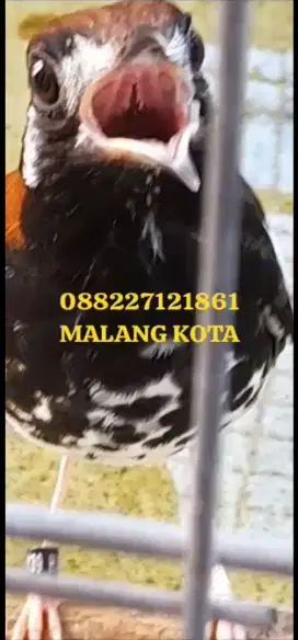 ANIS KEMBANG NGEROLL+VIDEO