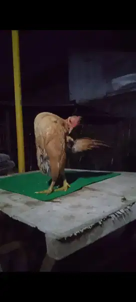 Ayam serama remaja