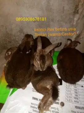 Kelinci hias Rex karpet (pure)