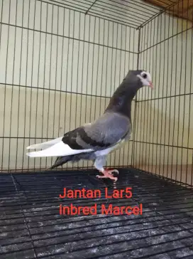 Burung Merpati Dara Trah