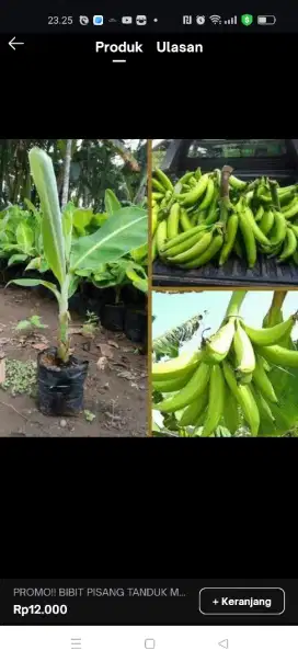 bibit pohon Pisang tanduk Sukabumi